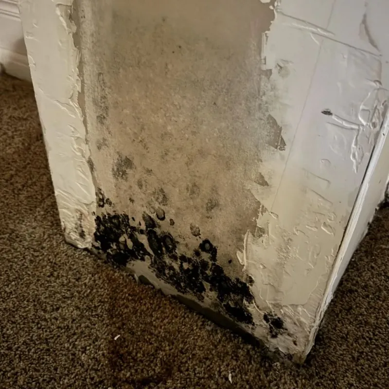 Professional Mold Removal in Danbury, CT